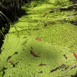 Callitriche stagnalis at Cotter River, ACT - 21 Mar 2022