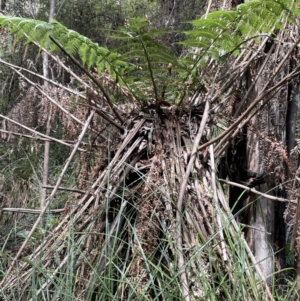 Dicksonia antarctica at Cotter River, ACT - suppressed