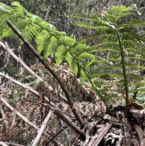 Dicksonia antarctica at Cotter River, ACT - suppressed