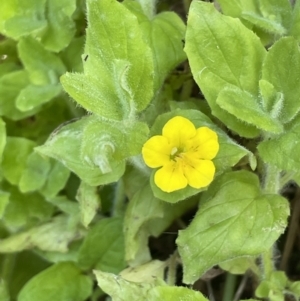 Erythranthe moschata at Cotter River, ACT - 21 Mar 2022