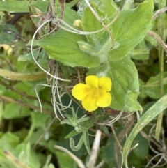 Erythranthe moschata at Cotter River, ACT - 21 Mar 2022