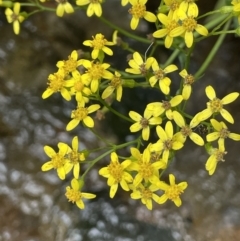 Senecio linearifolius (Fireweed Groundsel, Fireweed) at Lower Cotter Catchment - 21 Mar 2022 by JaneR