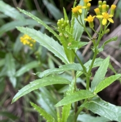 Senecio linearifolius at Cotter River, ACT - 21 Mar 2022