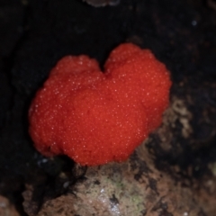 Tubifera ferruginosa (Raspberry Slime) at Penrose, NSW - 21 Mar 2022 by Aussiegall