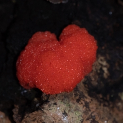 Tubifera ferruginosa (Raspberry Slime) at Penrose, NSW - 21 Mar 2022 by Aussiegall