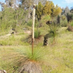 Xanthorrhoea glauca subsp. angustifolia (Grey Grass-tree) at Tidbinbilla Nature Reserve - 30 Nov 2021 by michaelb