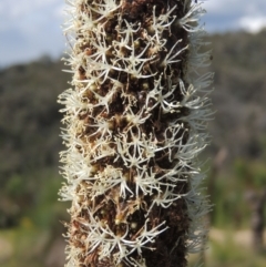 Xanthorrhoea glauca subsp. angustifolia at Paddys River, ACT - suppressed