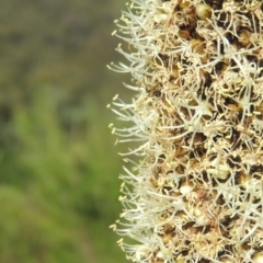 Xanthorrhoea glauca subsp. angustifolia at Paddys River, ACT - suppressed