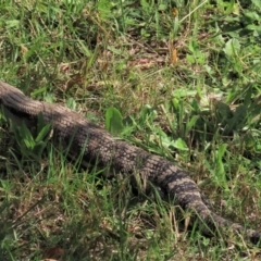 Tiliqua scincoides scincoides (Eastern Blue-tongue) at Fowles St. Woodland, Weston - 19 Mar 2022 by AndyRoo