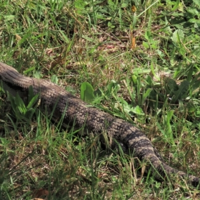 Tiliqua scincoides scincoides (Eastern Blue-tongue) at Fowles St. Woodland, Weston - 19 Mar 2022 by AndyRoo