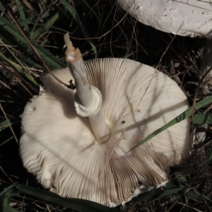 Macrolepiota dolichaula at Deakin, ACT - 19 Mar 2022 02:24 PM