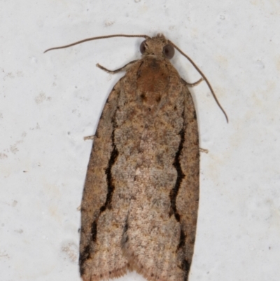 Meritastis undescribed species (A Tortricid moth) at Melba, ACT - 17 Jan 2022 by kasiaaus