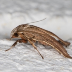 Tortricopsis pyroptis (A Concealer moth (Wingia Group)) at Melba, ACT - 18 Jan 2022 by kasiaaus