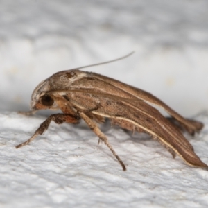 Tortricopsis pyroptis at Melba, ACT - 18 Jan 2022 12:57 AM