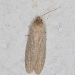 Oecophoridae (family) (Unidentified Oecophorid concealer moth) at Melba, ACT - 17 Jan 2022 by kasiaaus