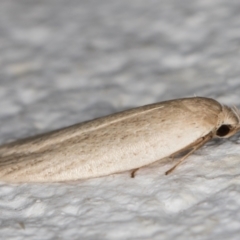 Oecophoridae (family) at Melba, ACT - 18 Jan 2022 01:01 AM