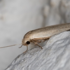 Oecophoridae (family) at Melba, ACT - 18 Jan 2022