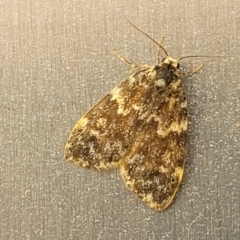 Halone sinuata (Rock Lichen Moth) at Lyneham, ACT - 22 Mar 2022 by trevorpreston