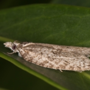 Isotenes miserana at Melba, ACT - 18 Jan 2022 10:17 PM