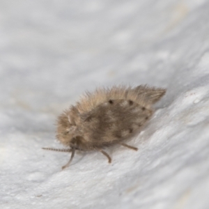 Psychodidae sp. (family) at Melba, ACT - 18 Jan 2022