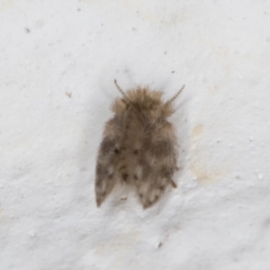 Psychodidae sp. (family) at Melba, ACT - 18 Jan 2022