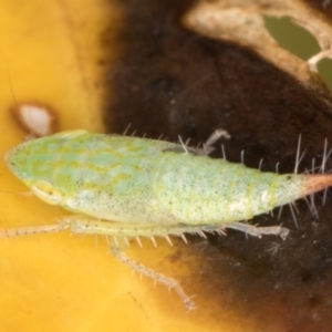 Fieberiella florii at Melba, ACT - 18 Jan 2022