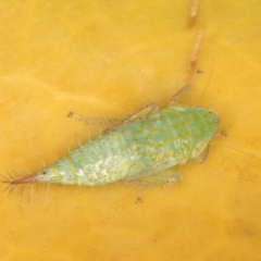 Fieberiella florii at Melba, ACT - 18 Jan 2022