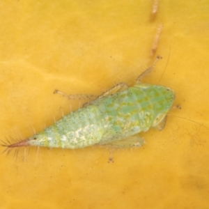 Fieberiella florii at Melba, ACT - 18 Jan 2022