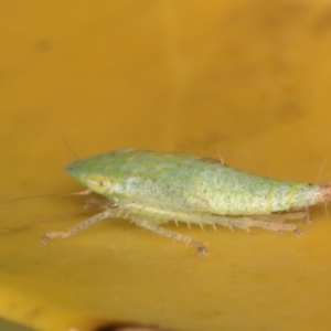 Fieberiella florii at Melba, ACT - 18 Jan 2022