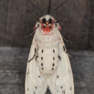 Ardices canescens at Melba, ACT - 19 Jan 2022 09:44 PM