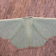 Prasinocyma semicrocea (Common Gum Emerald moth) at Melba, ACT - 20 Jan 2022 by kasiaaus