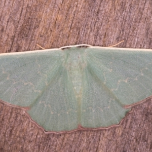 Prasinocyma semicrocea at Melba, ACT - 20 Jan 2022