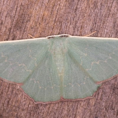Prasinocyma semicrocea (Common Gum Emerald moth) at Melba, ACT - 20 Jan 2022 by kasiaaus