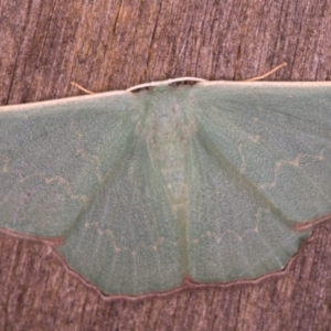 Prasinocyma semicrocea at Melba, ACT - 20 Jan 2022