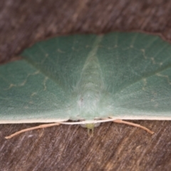 Prasinocyma semicrocea at Melba, ACT - 20 Jan 2022 11:08 PM