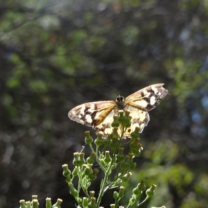 Heteronympha banksii at Paddys River, ACT - suppressed