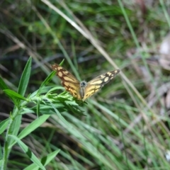 Heteronympha banksii at Paddys River, ACT - suppressed