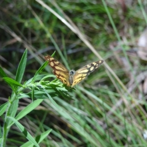 Heteronympha banksii at Paddys River, ACT - suppressed