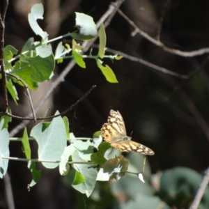 Heteronympha banksii at Paddys River, ACT - suppressed