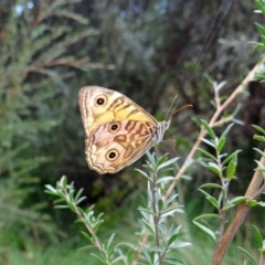 Geitoneura acantha (Ringed Xenica) at Paddys River, ACT - 20 Mar 2022 by Miranda