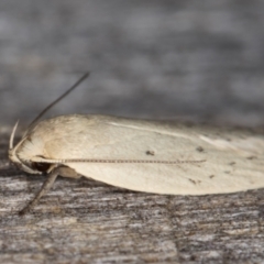 Garrha carnea at Melba, ACT - 20 Jan 2022