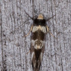 Isomoralla gephyrota at Melba, ACT - 20 Jan 2022 11:10 PM