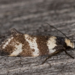 Isomoralla gephyrota at Melba, ACT - 20 Jan 2022 11:10 PM