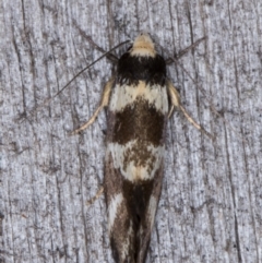 Isomoralla gephyrota at Melba, ACT - 20 Jan 2022 11:10 PM