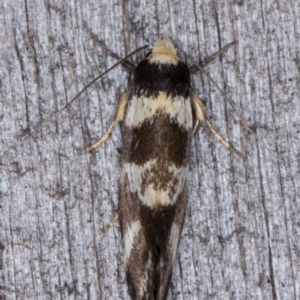 Isomoralla gephyrota at Melba, ACT - 20 Jan 2022 11:10 PM