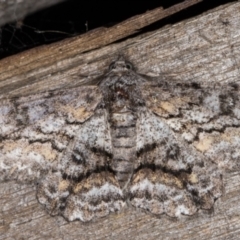 Cleora displicata (A Cleora Bark Moth) at Melba, ACT - 20 Jan 2022 by kasiaaus