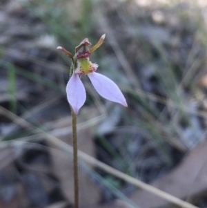 Eriochilus cucullatus at Hall, ACT - 22 Mar 2022