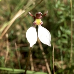 Eriochilus cucullatus at Hall, ACT - 22 Mar 2022