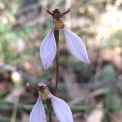 Eriochilus cucullatus at Hall, ACT - 22 Mar 2022