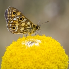 Oreixenica latialis (Small Alpine Xenica) at Kosciuszko National Park - 22 Mar 2022 by trevsci